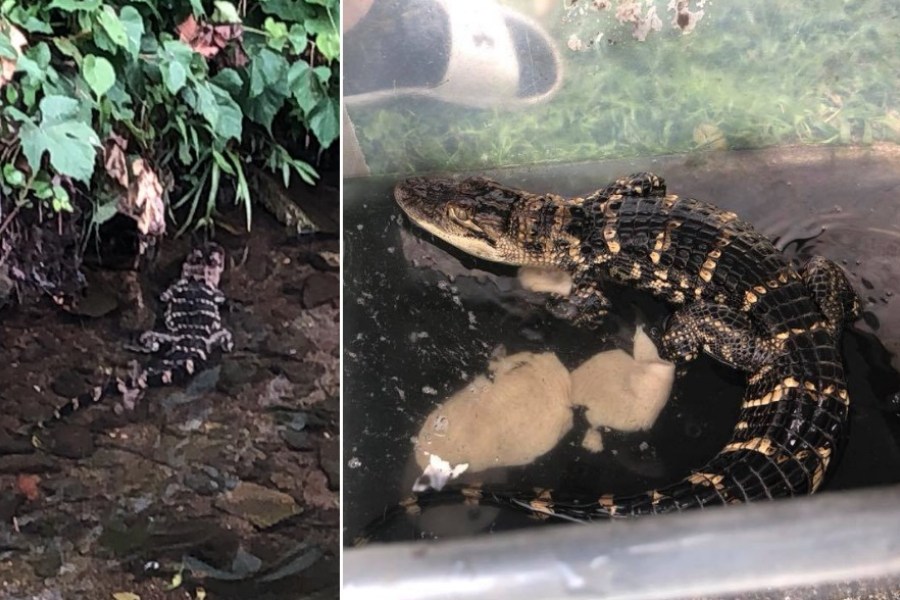 alligator, bucks county