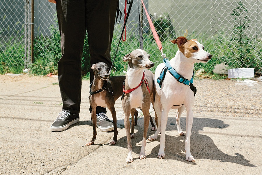 mike ski true hand society pets