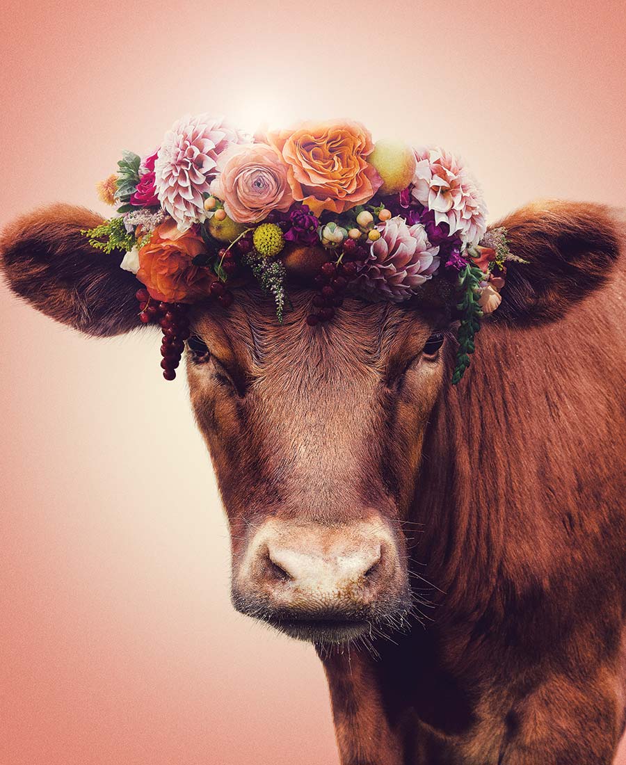 animal ethics vegetarianism eating meat