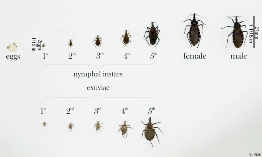 kissing bug
