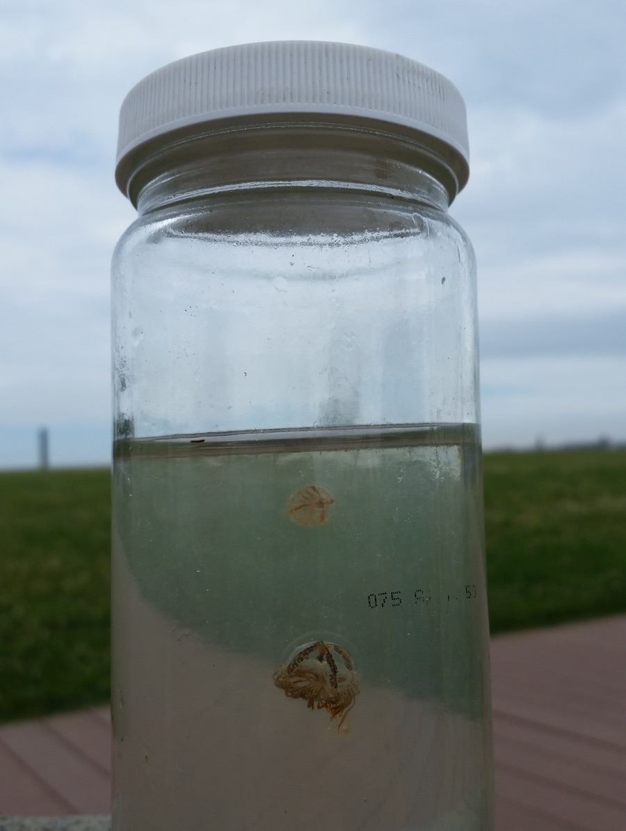 clinging jellyfish