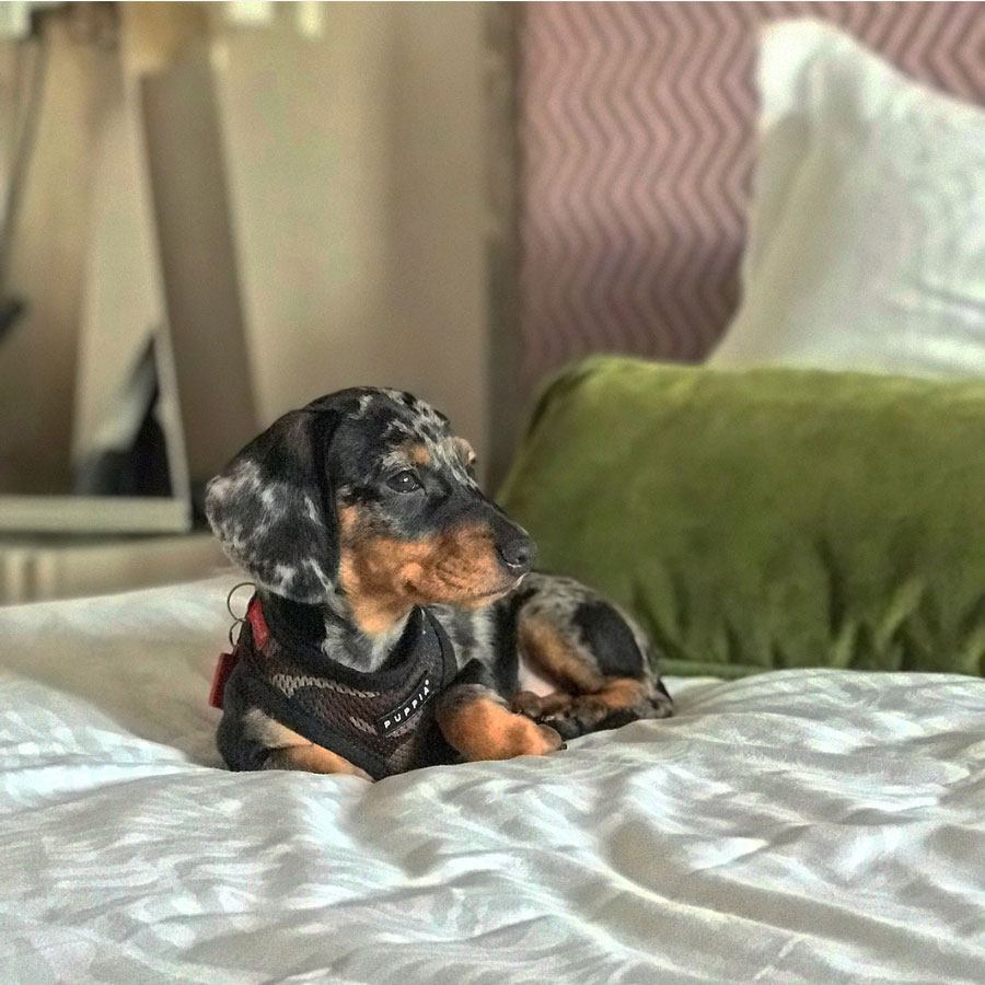 dog friendly hotels