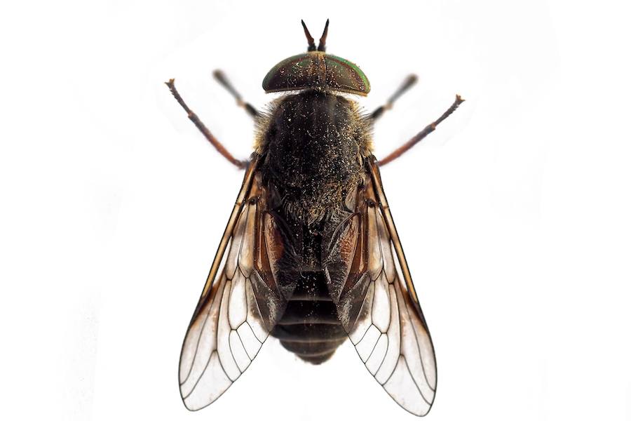 New Biting Flies at the Jersey Shore May Be Caused by Global Warming