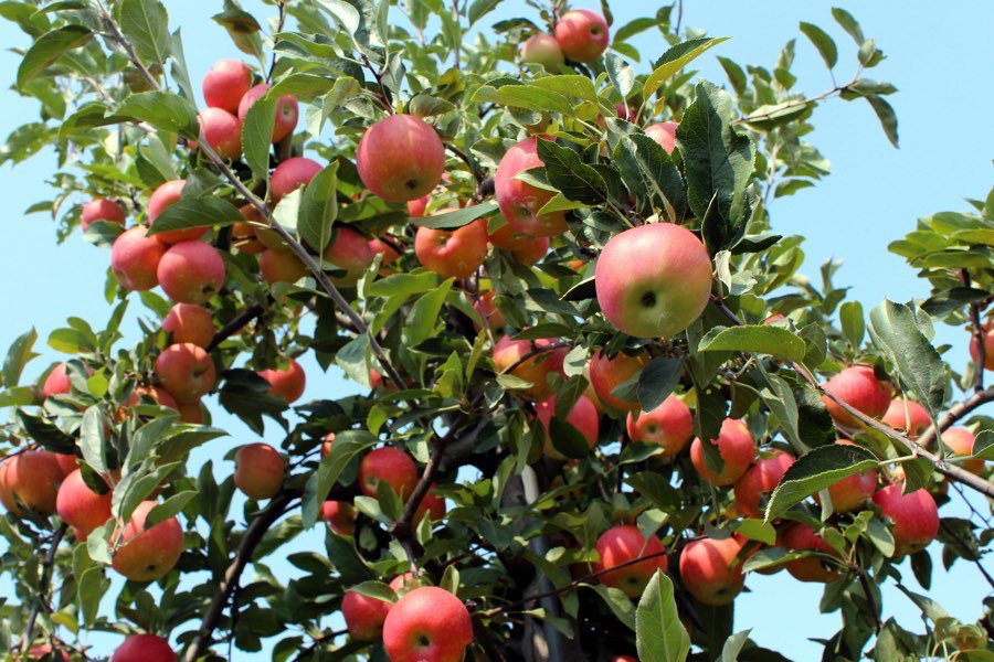 9 Gorgeous Orchards for Apple Picking Within an Hour of Philadelphia