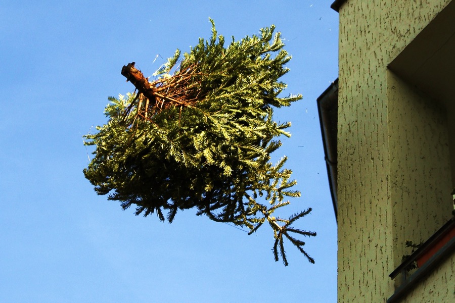 recycle christmas tree