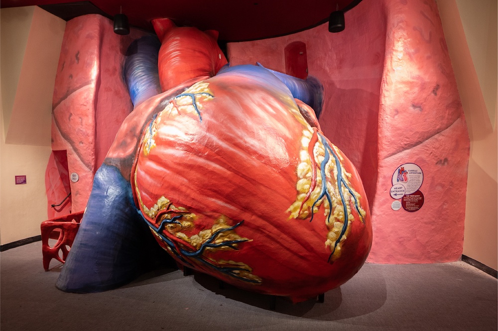 the franklin institute giant heart