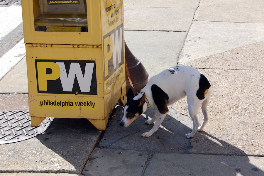 a dog checking out a curbside box for the Philadelphia Weekly