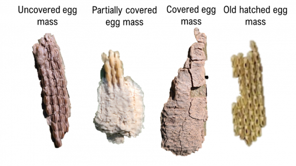 photo showing four stages of spotted lanternfly egg masses