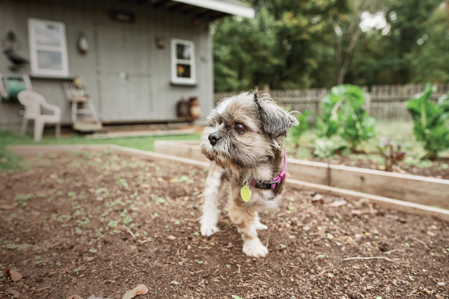 pandemic puppy