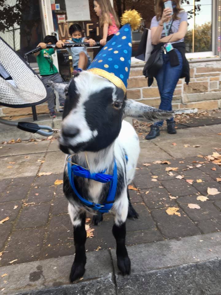a goat at the Philly party