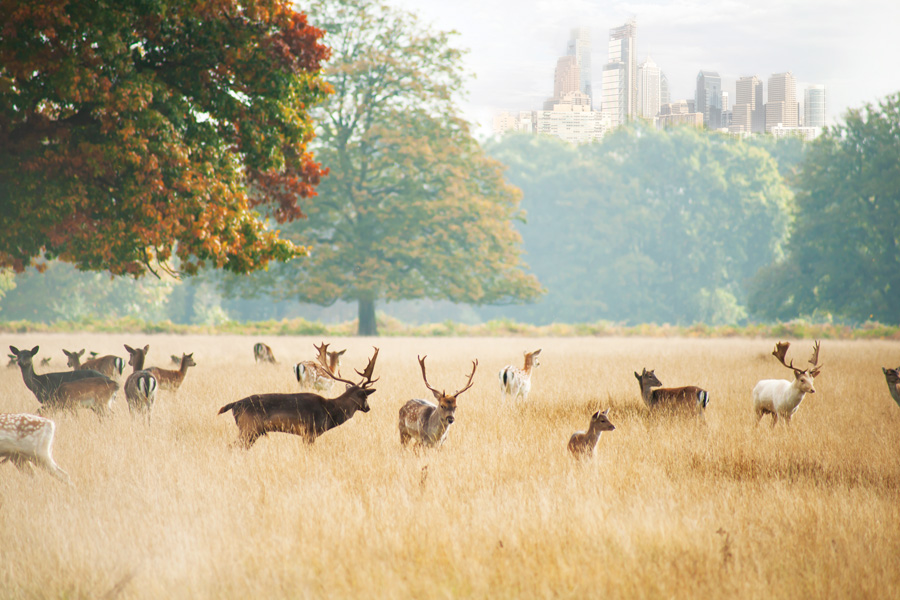 philadelphia deer