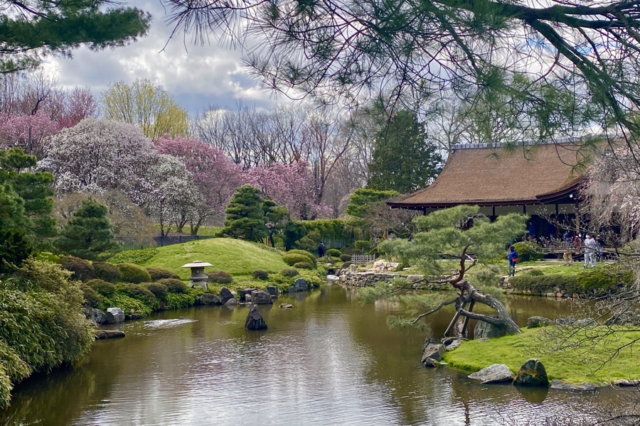 cherry blossoms in Philadelphia