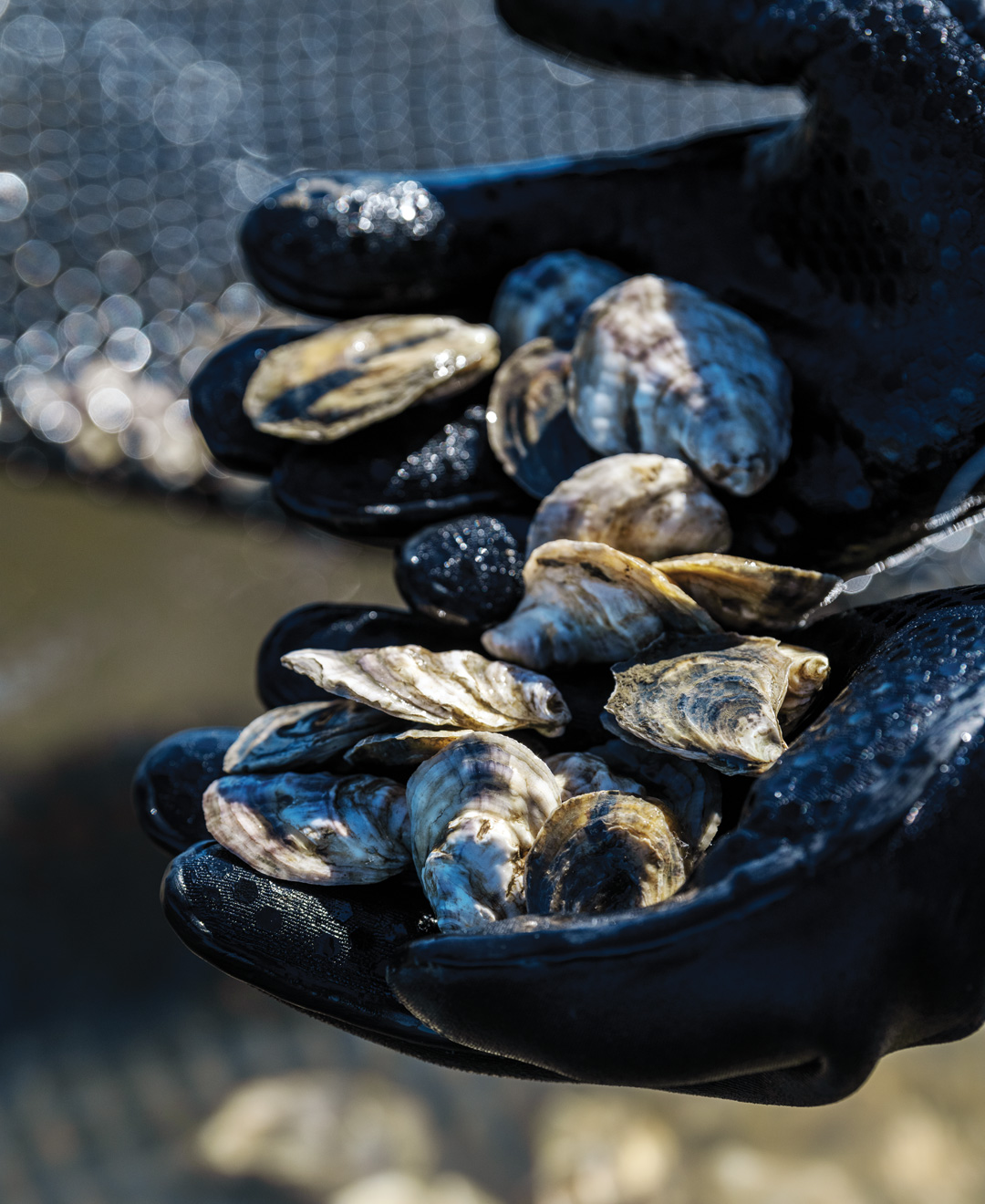 Sweet Amalia Oyster Farm