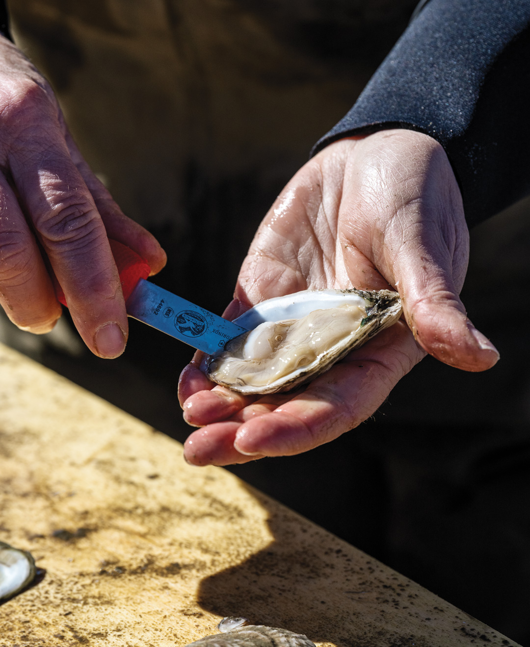 Sweet Amalia Oyster Farm