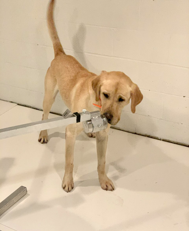 covid-sniffing dogs