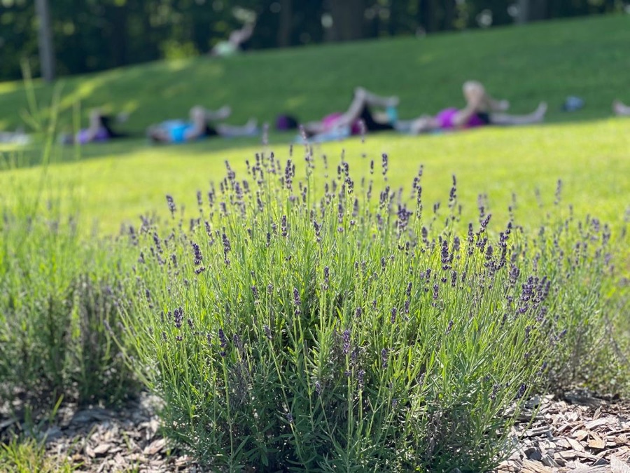 People doing yoga near a lavender field at Mt. Airy Lavender Farm