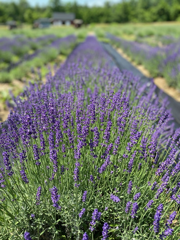 A photo of the purple lavender fields at Princeton Lavender farm