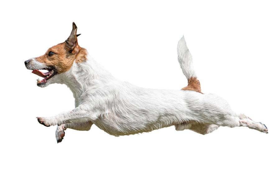 pennsylvania state park cabins allow dogs