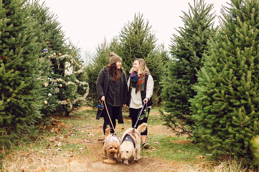 christmas tree farm proposal