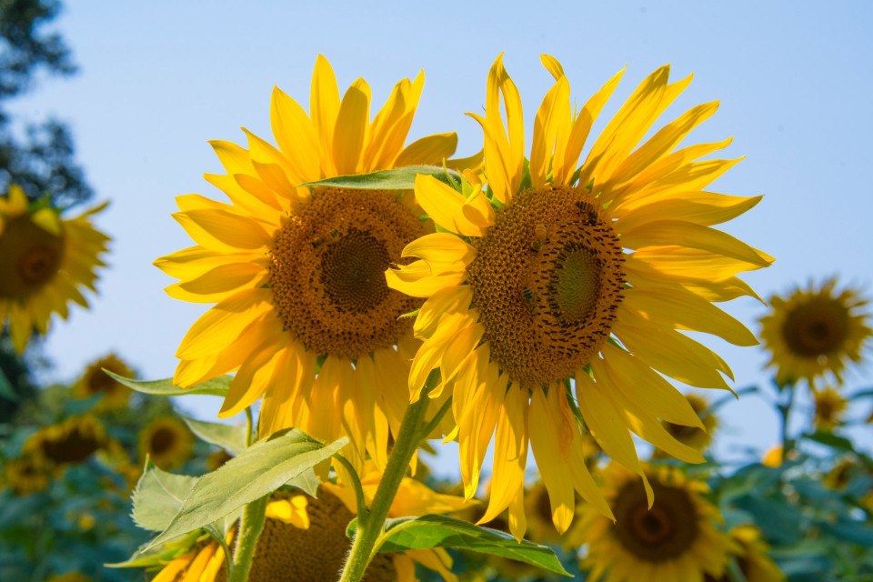 sunflower farm