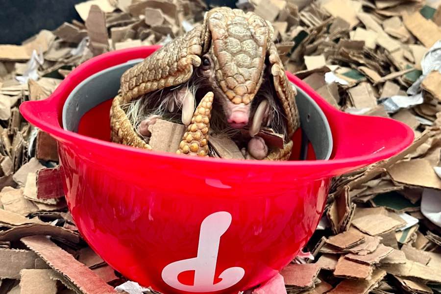 baby armadillo in a Phillies helmet