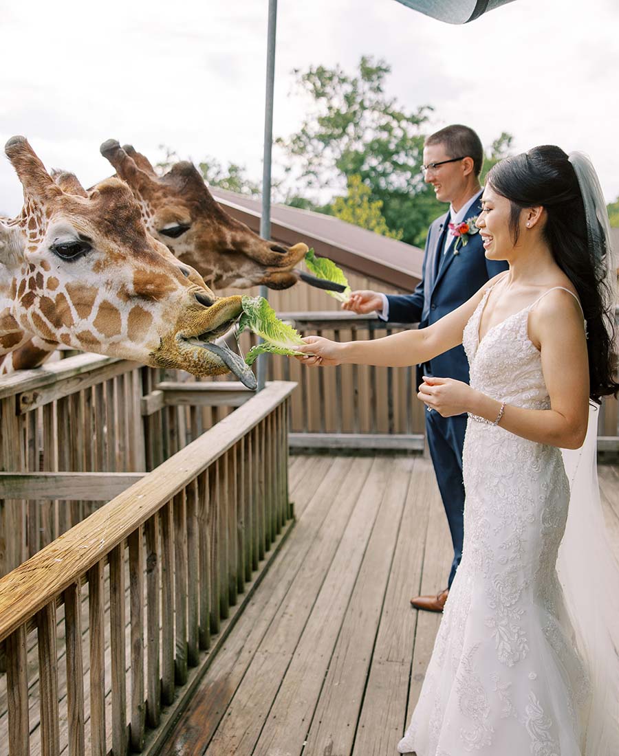giraffes