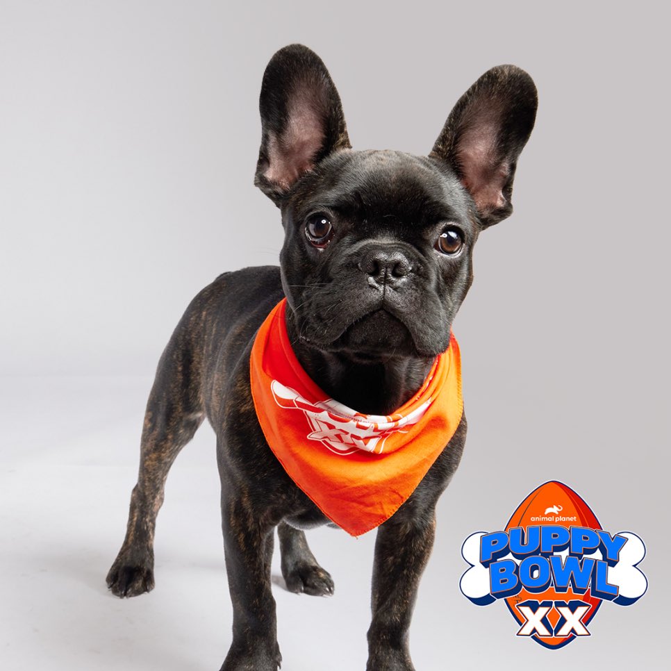 Small Ed, a competitor in the Puppy Bowl