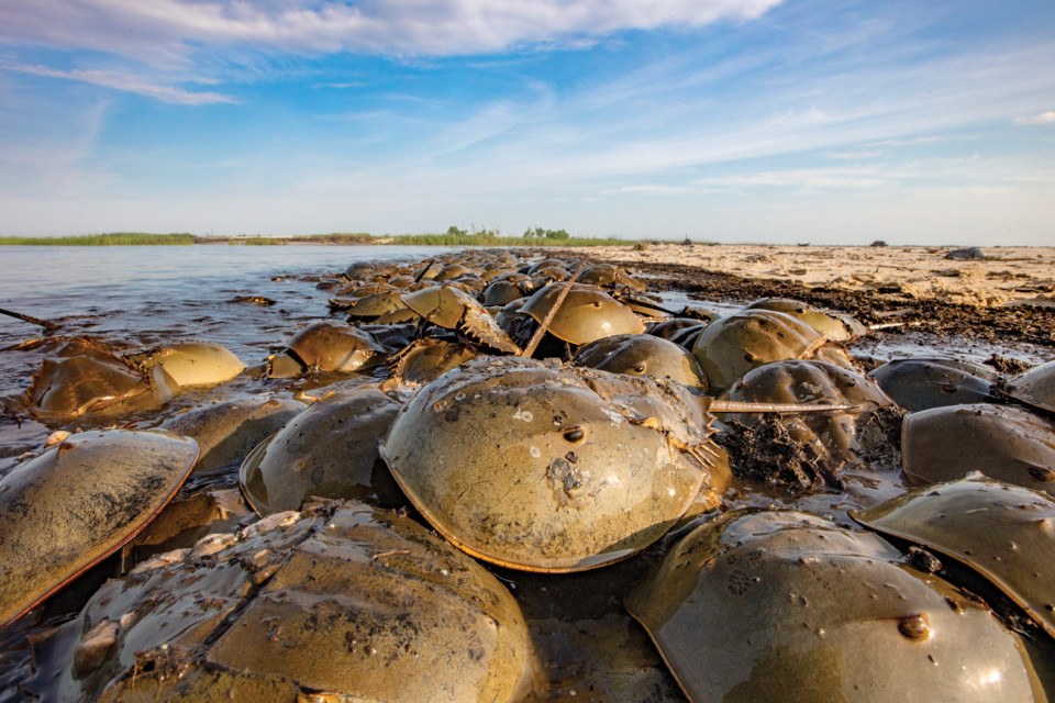 Horseshoe crabs new jersey