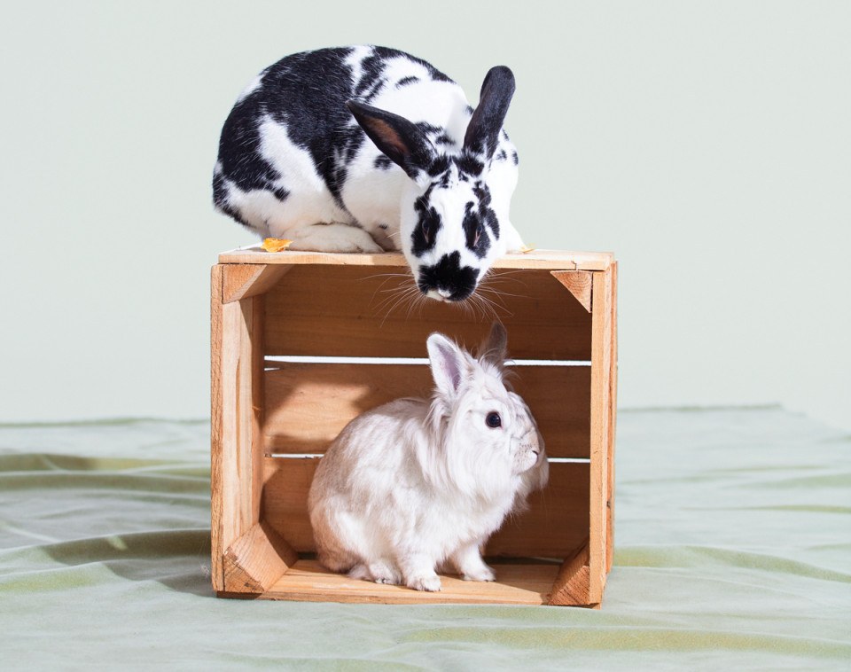 philly pet resources