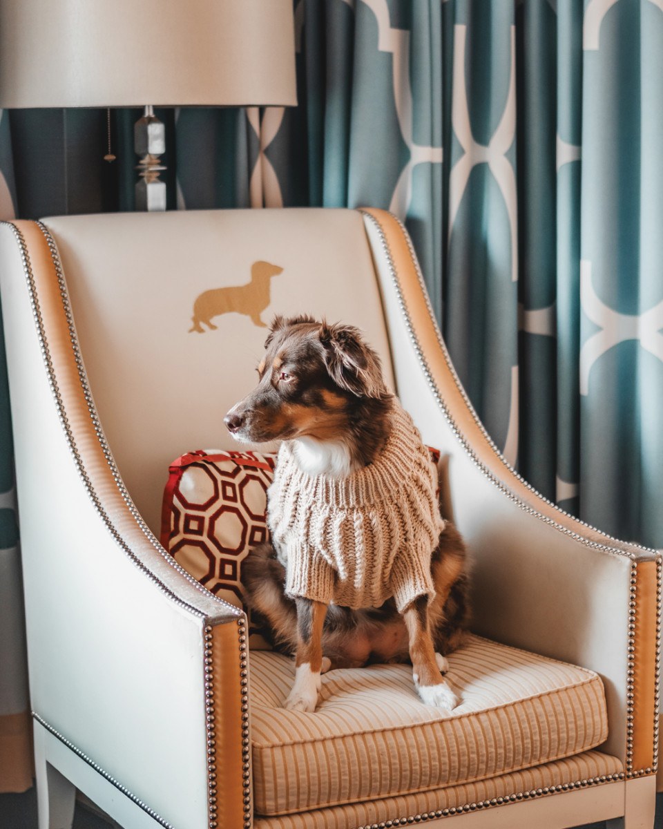 travel with pets philly hotels flying