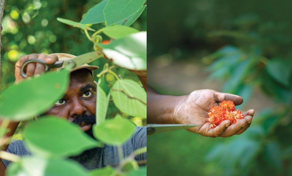 foraging foragers food philadelphia omar tate