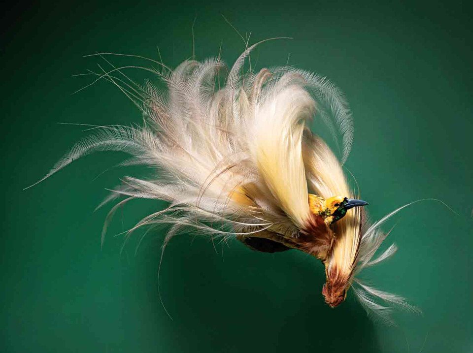 ecology of fashion academy of natural sciences