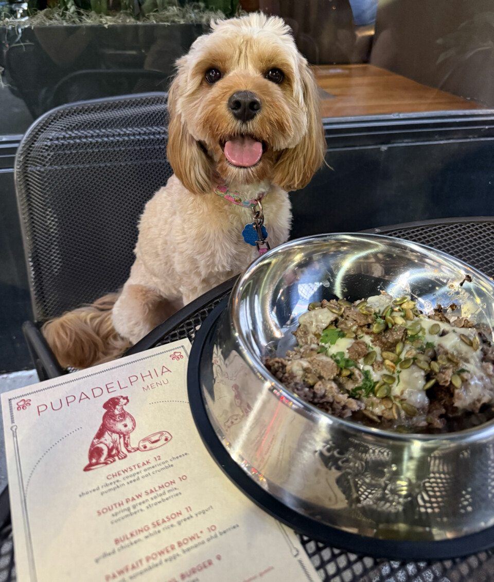 dog friendly restaurants philadelphia