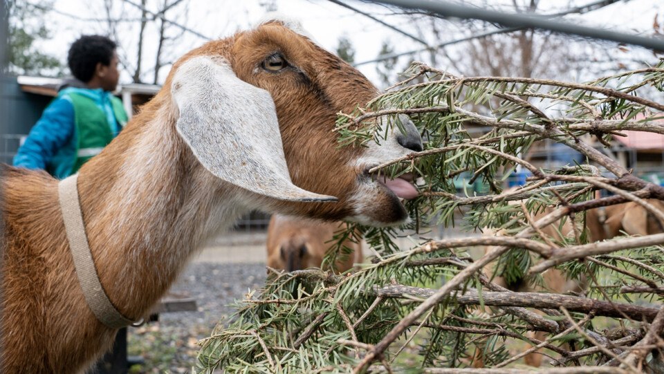 christmas tree donation recycling philadelphia goats